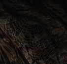 Close up of Spider Net
