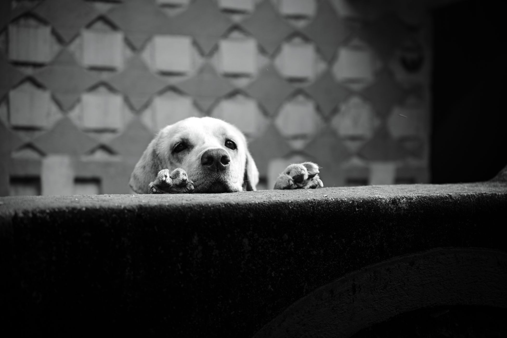 Onderzoek naar verdachte dood van hond in Landgraaf
