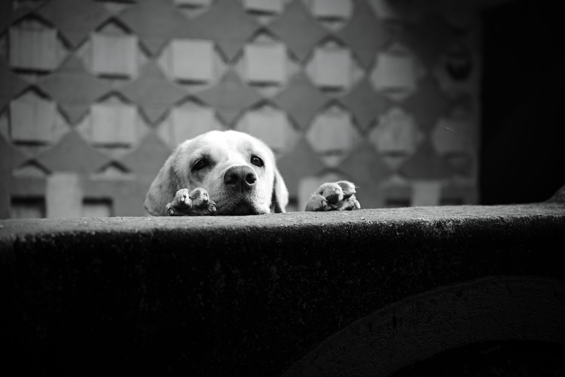 A dog undergoing diagnostic blood testing at a veterinary clinic