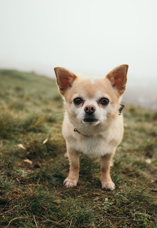 Short-coated White and Tan Puppy on Grass Field