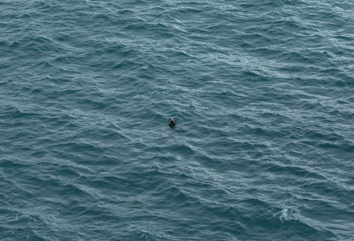 A lone seal swims in the vast open ocean, showcasing its natural habitat.