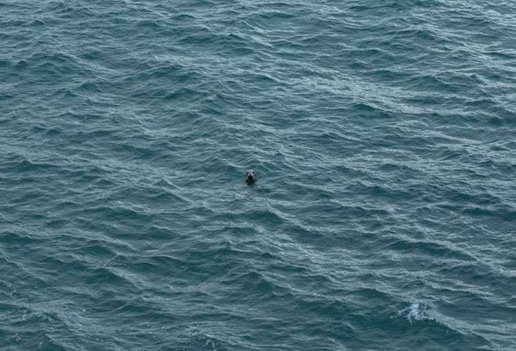 Seal In Blue Sea