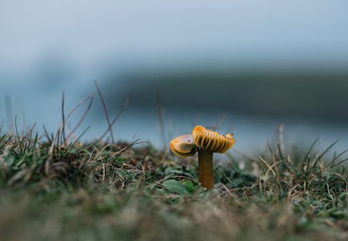 Selective focus of Hygrocybe mushroom growing in solitude on green grass of remote lawn