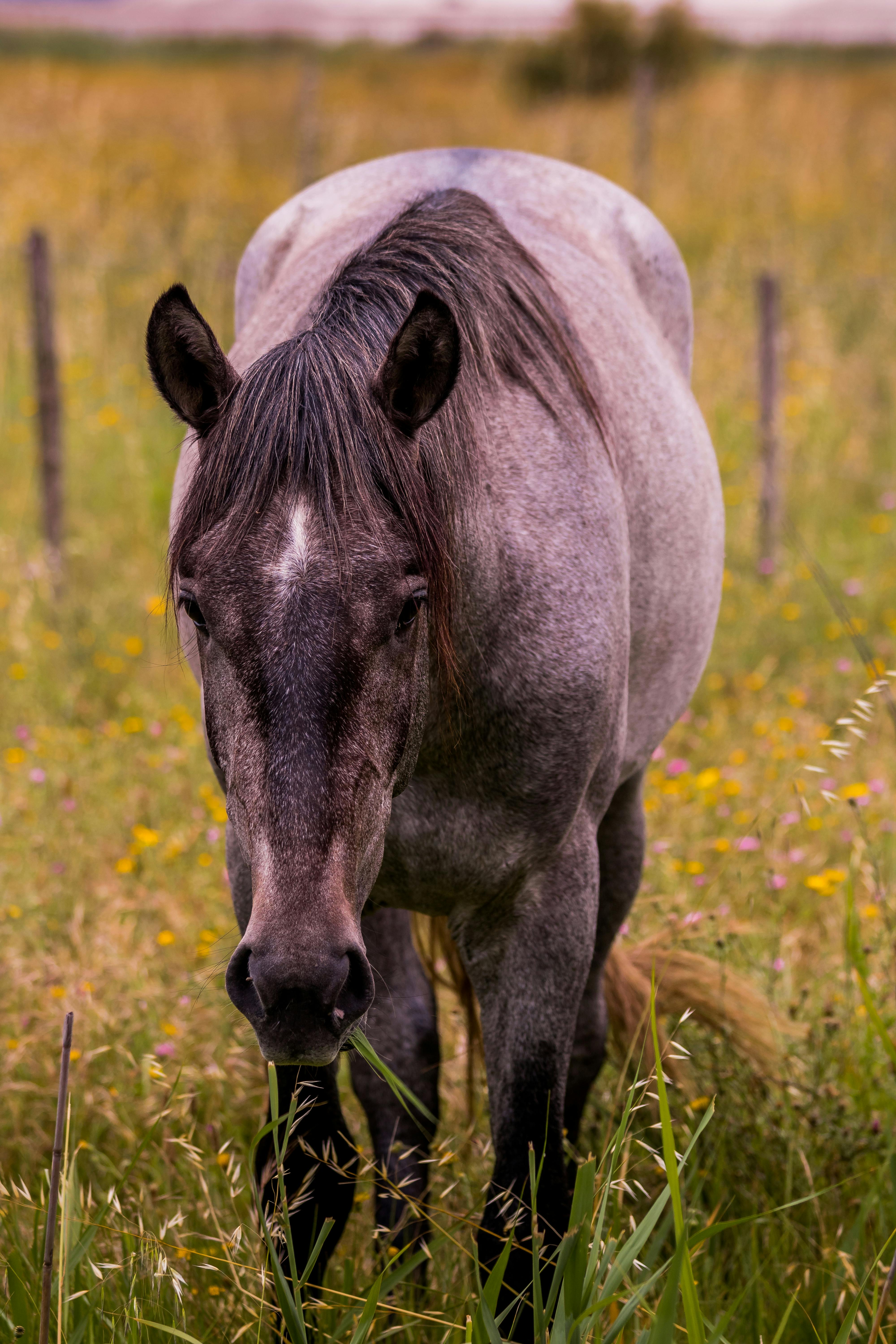 De franc Foto d'estoc gratuïta de a l'aire lliure, agricultura, animal Foto d'estoc