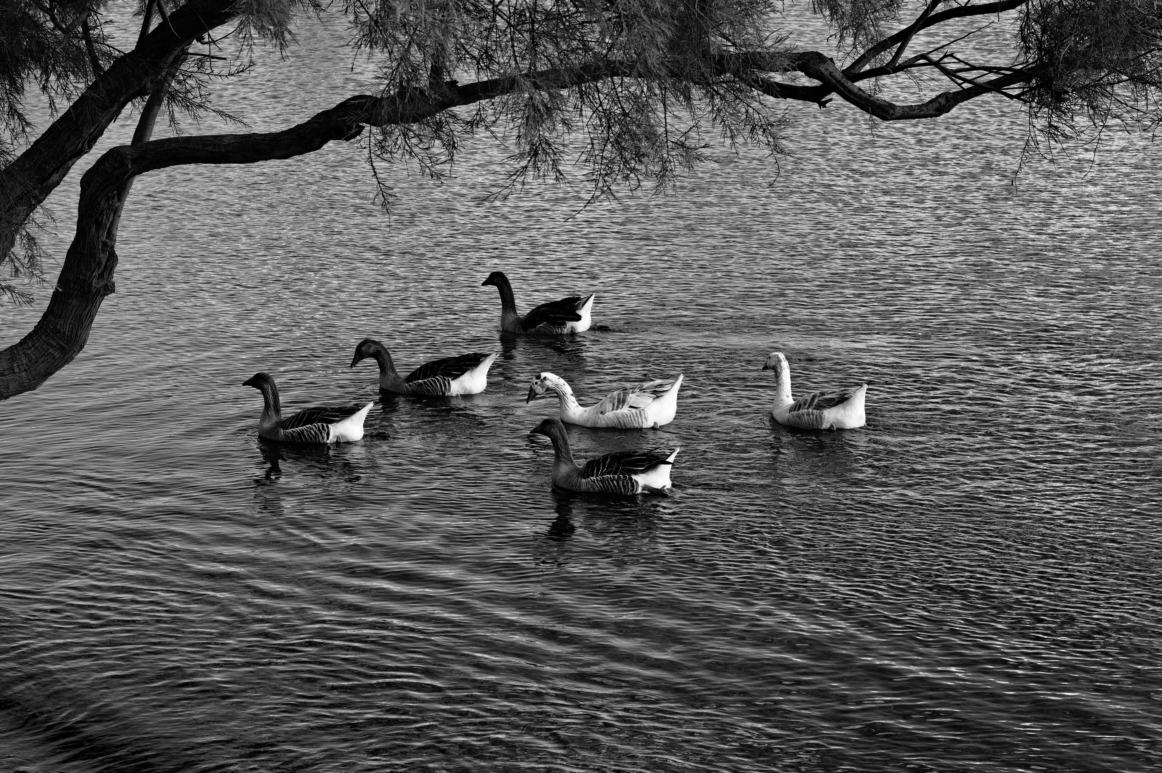 Black and white image of geese swimming peacefully on a lake in Naxos, Greece, with natural framing by a tree.