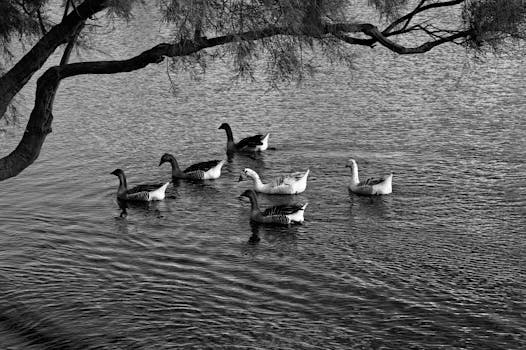 Black and white image of geese swimming peacefully on a lake in Naxos, Greece, with natural framing by a tree.