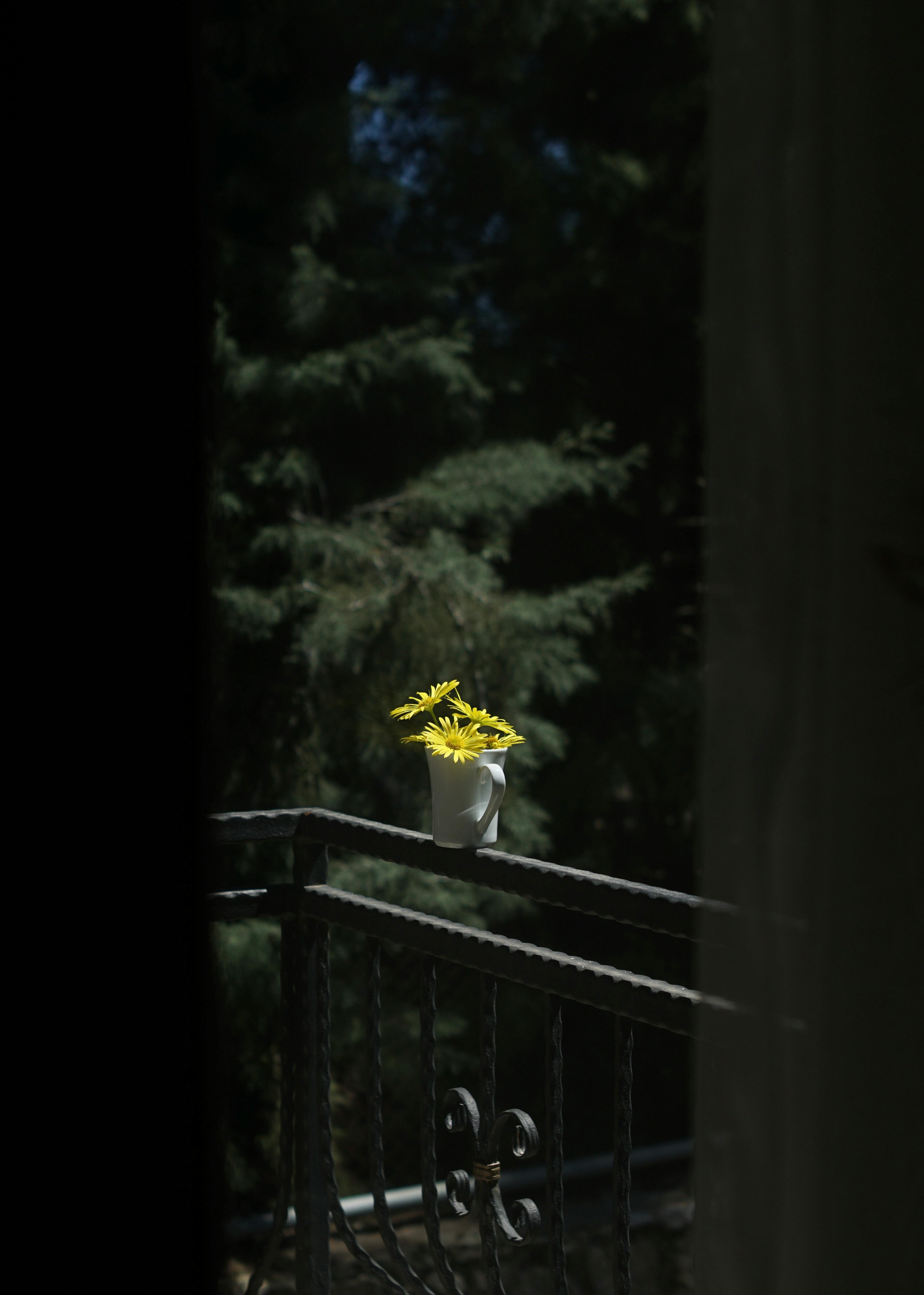 De franc Margarides grogues en una tassa blanca sobre una barana de balcó amb un fons de bosc fosc. Foto d'estoc