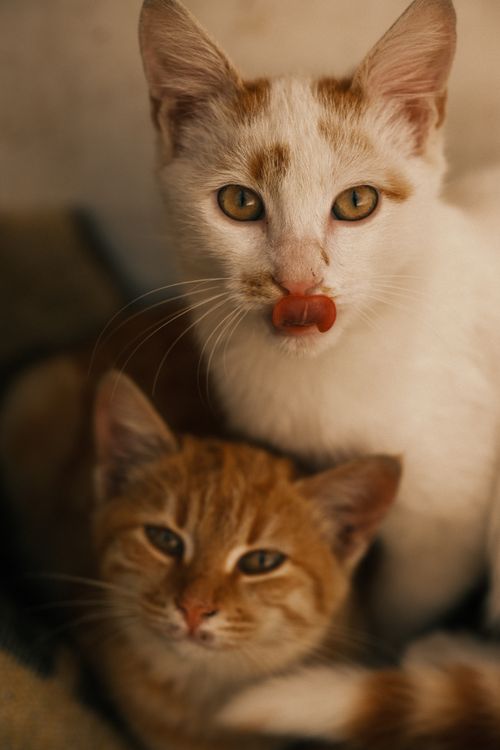 Free Two adorable cats, a ginger tabby and a white feline, cuddle closely with a warm expression. Stock Photo