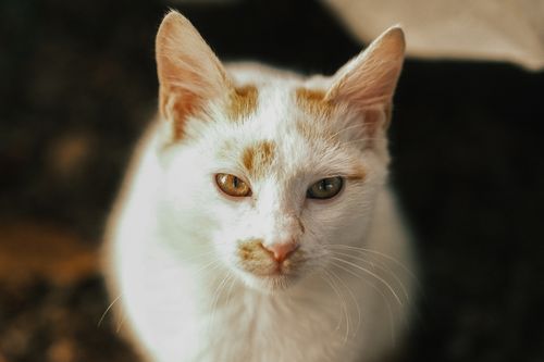Free A close-up portrait of a white and orange cat with captivating eyes, photographed outdoors. Stock Photo
