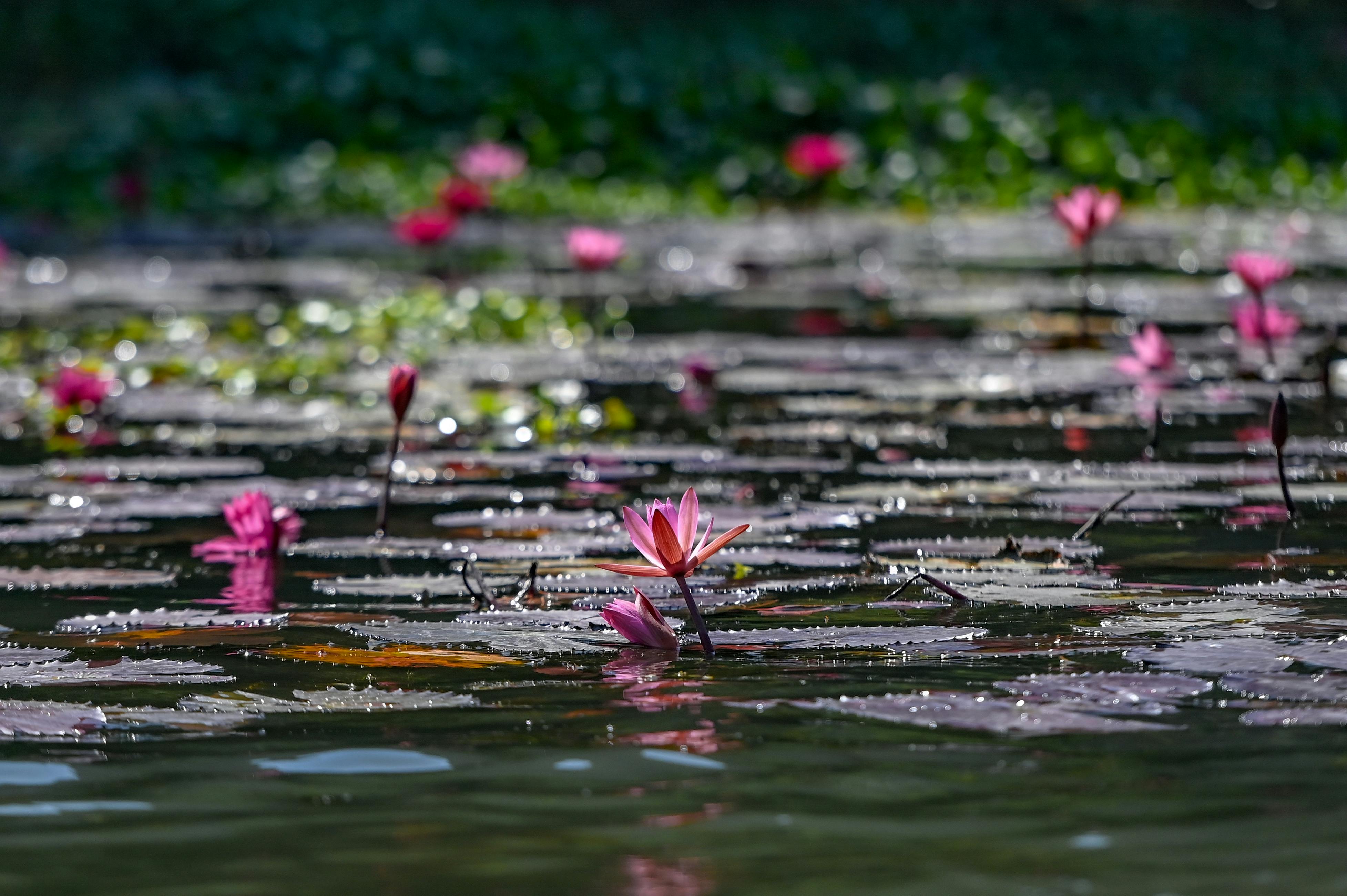spring flowers nature blooming - Photo by Nguyen Ngoc Tien on Pexels