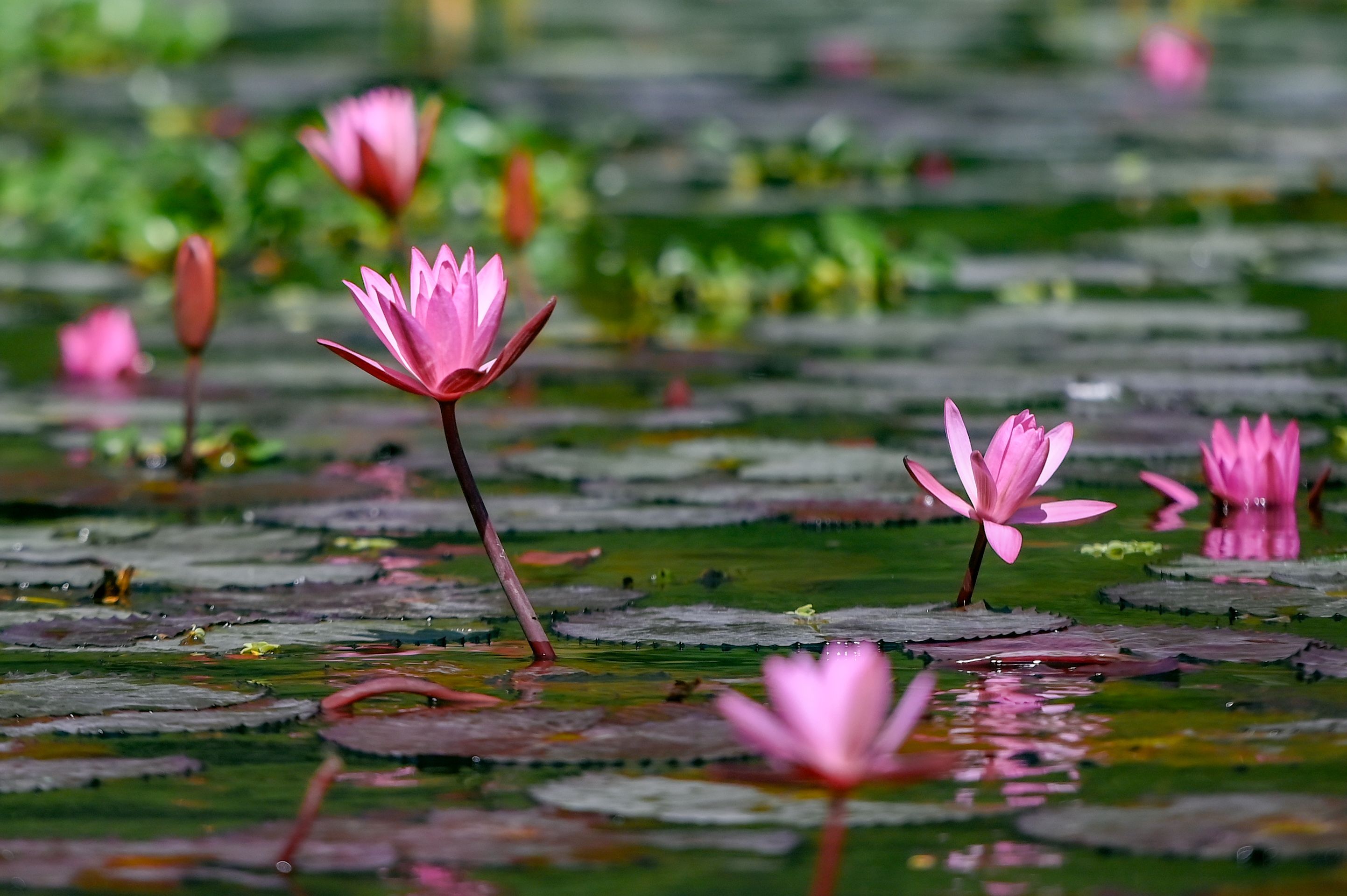 Vibrant Pink Water Lilies on Tranquil Pond  Free Stock Photo