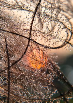 Macro shot of dew-covered grasses against a vibrant sunrise, highlighting nature's beauty.