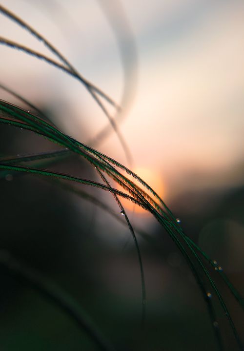 Free Close-up of dew-covered grass strands at sunrise, showcasing nature's delicate beauty. Stock Photo