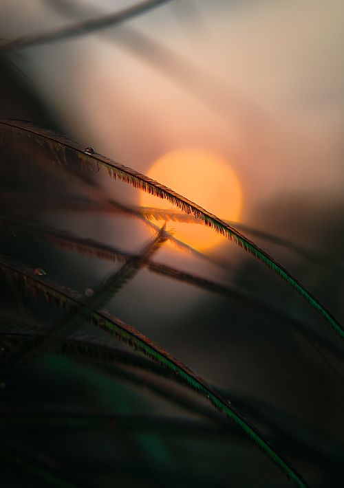Free Artistic close-up of grass with dew drops during sunset, casting a warm glow. Stock Photo
