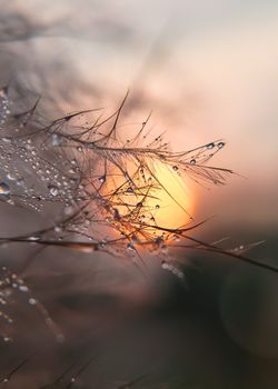 Dew-covered grass with droplets in focus against a stunning sunrise background, capturing serene morning beauty.