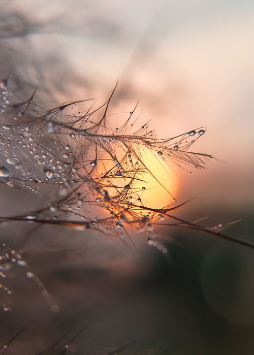 Free Dew-covered grass with droplets in focus against a stunning sunrise background, capturing serene morning beauty. Stock Photo