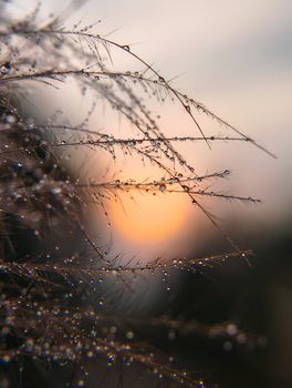 Close-up of dew-covered grass with a vibrant sunrise in the backdrop, creating a stunning bokeh effect.
