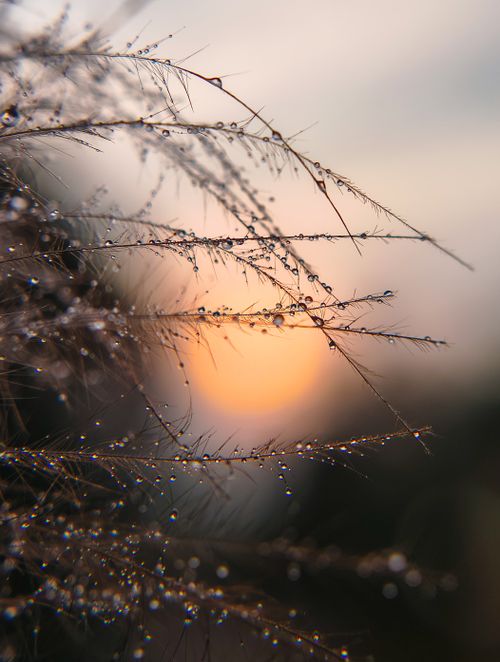 Free Close-up of dew-covered grass with a vibrant sunrise in the backdrop, creating a stunning bokeh effect. Stock Photo