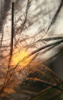 Macro photo of feather with dew drops illuminated by a warm sunset light, creating a serene and abstract image.