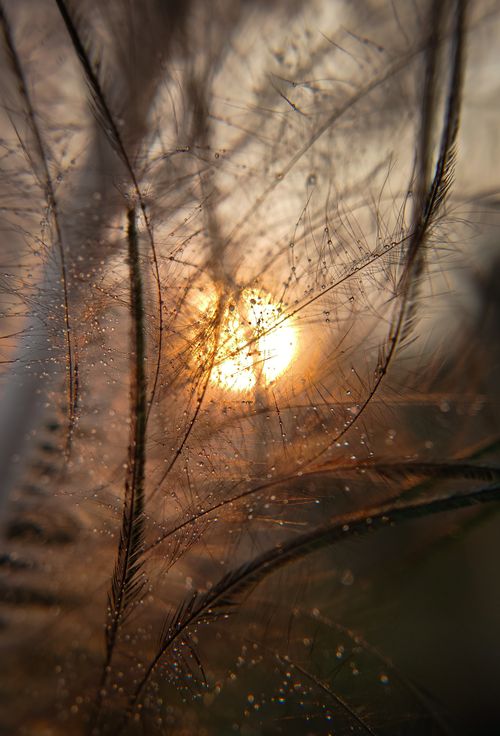 Free Golden sunset peeking through dew-covered grasses, creating a warm, natural scene. Stock Photo