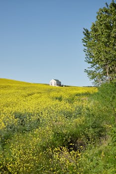 Charming rural house set within a vibrant yellow canola field under a clear blue sky.