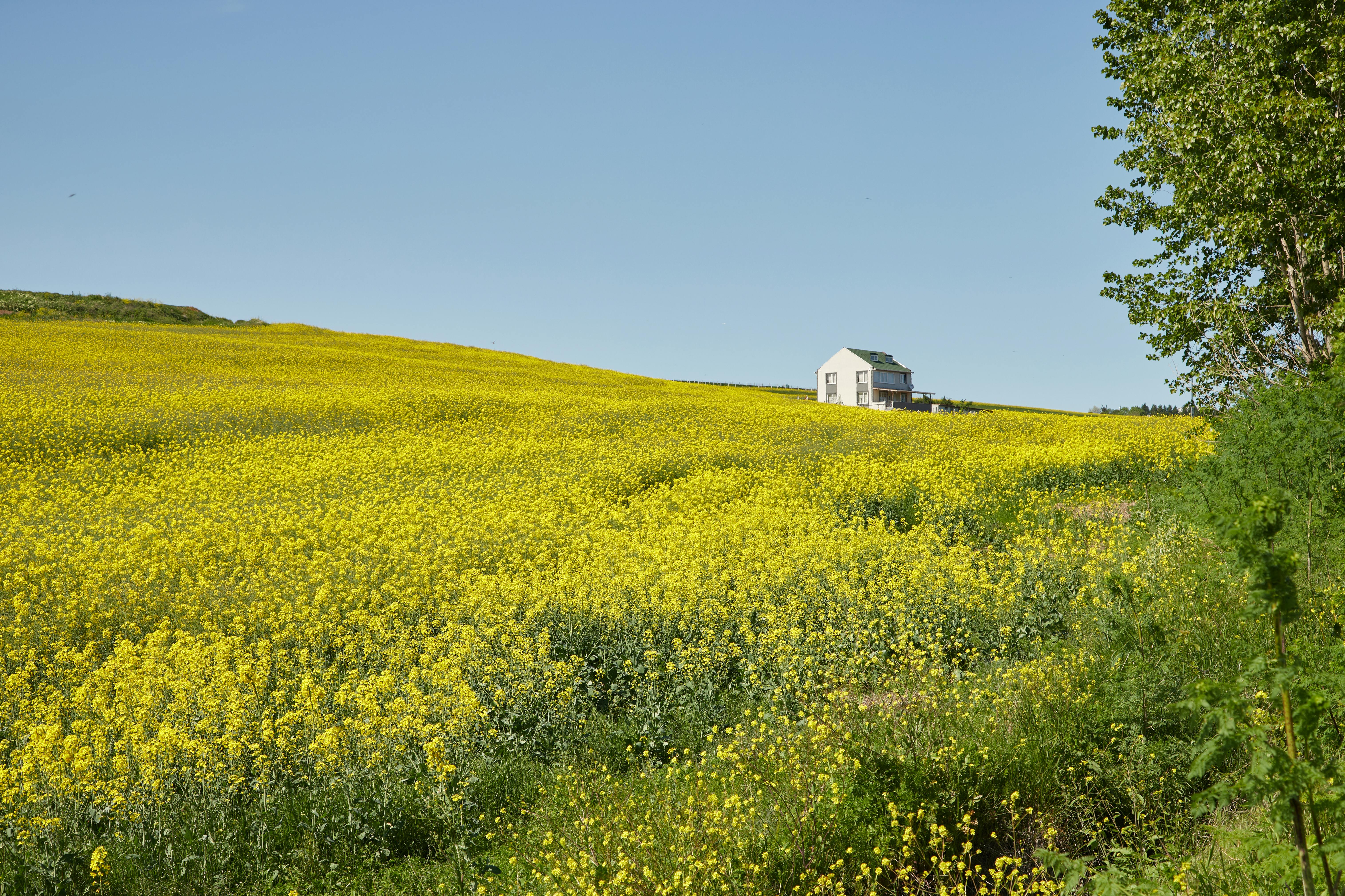 Effective Remote Team Builder Activities During the Pandemic