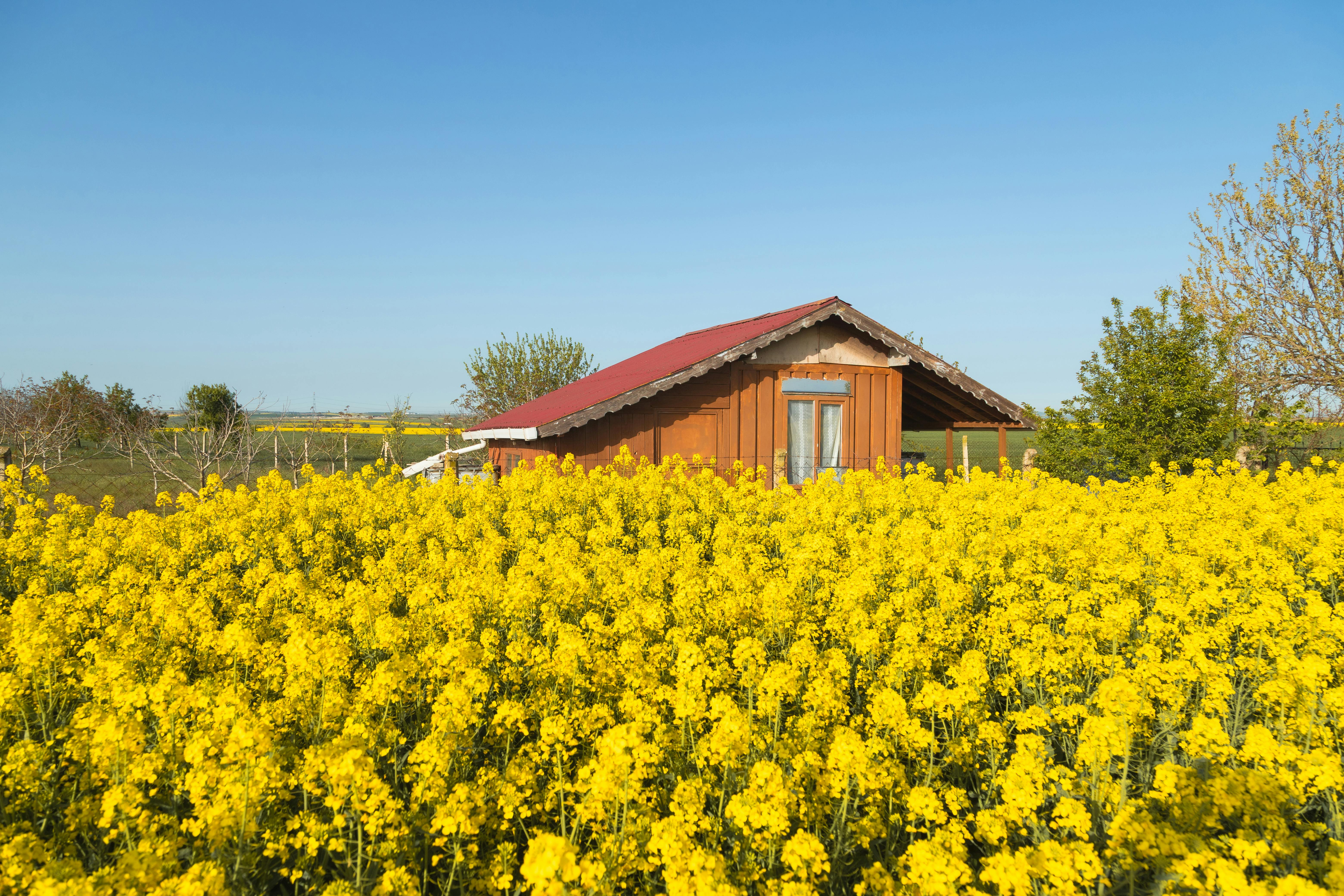 Cabane en bois au toit rouge, au milieu d'un champ de colza jaune en fleurs, sous un ciel bleu azur.