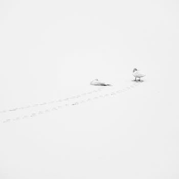 Pair of swans on a serene, snowy landscape in Helsinki, showcasing peaceful nature and minimalist beauty.