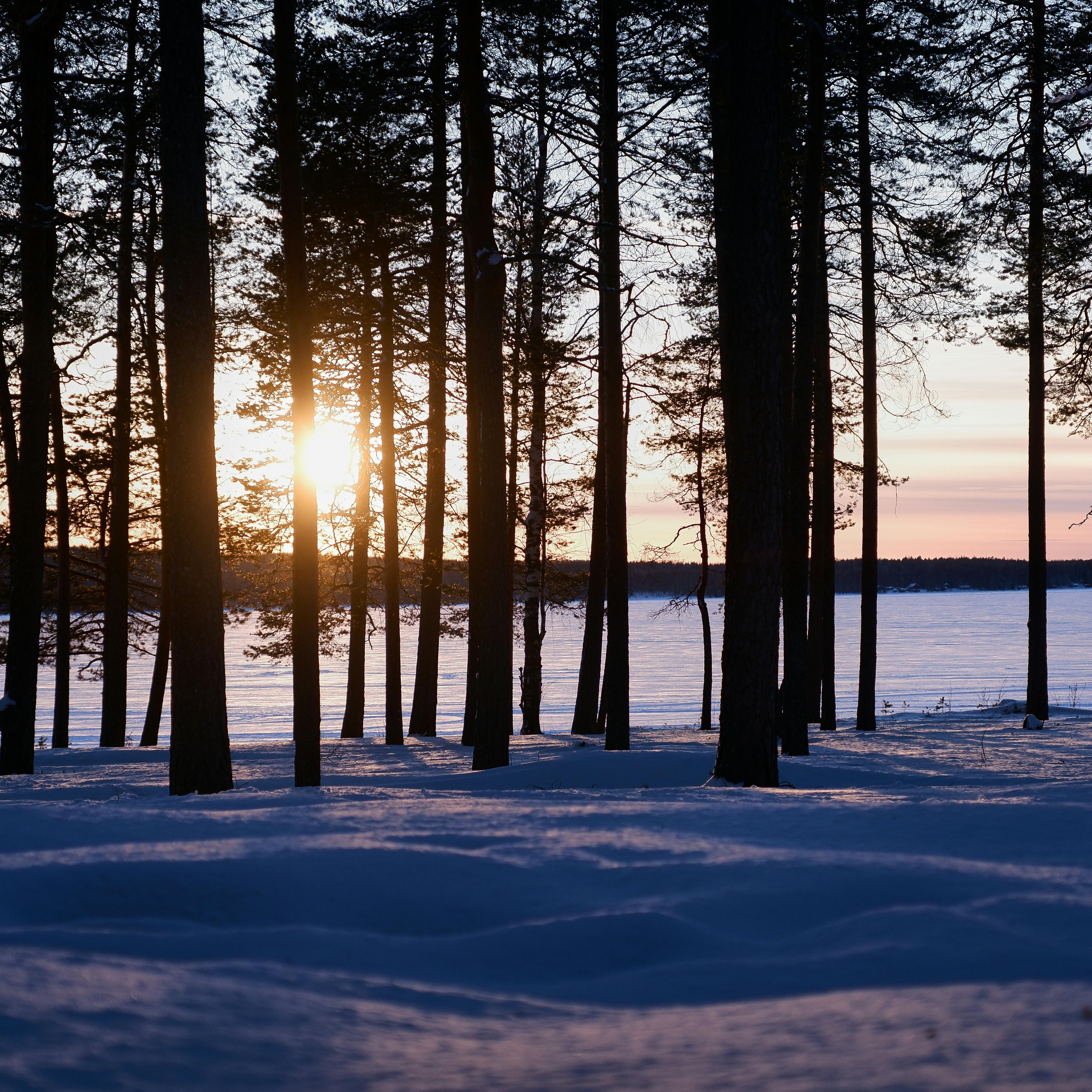 Serene winter sunset view through forest trees over a frozen lake in Lappland, Finland.