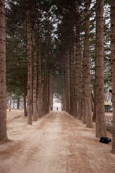 Serene forest path lined with tall trees, perfect for nature lovers and adventurers.