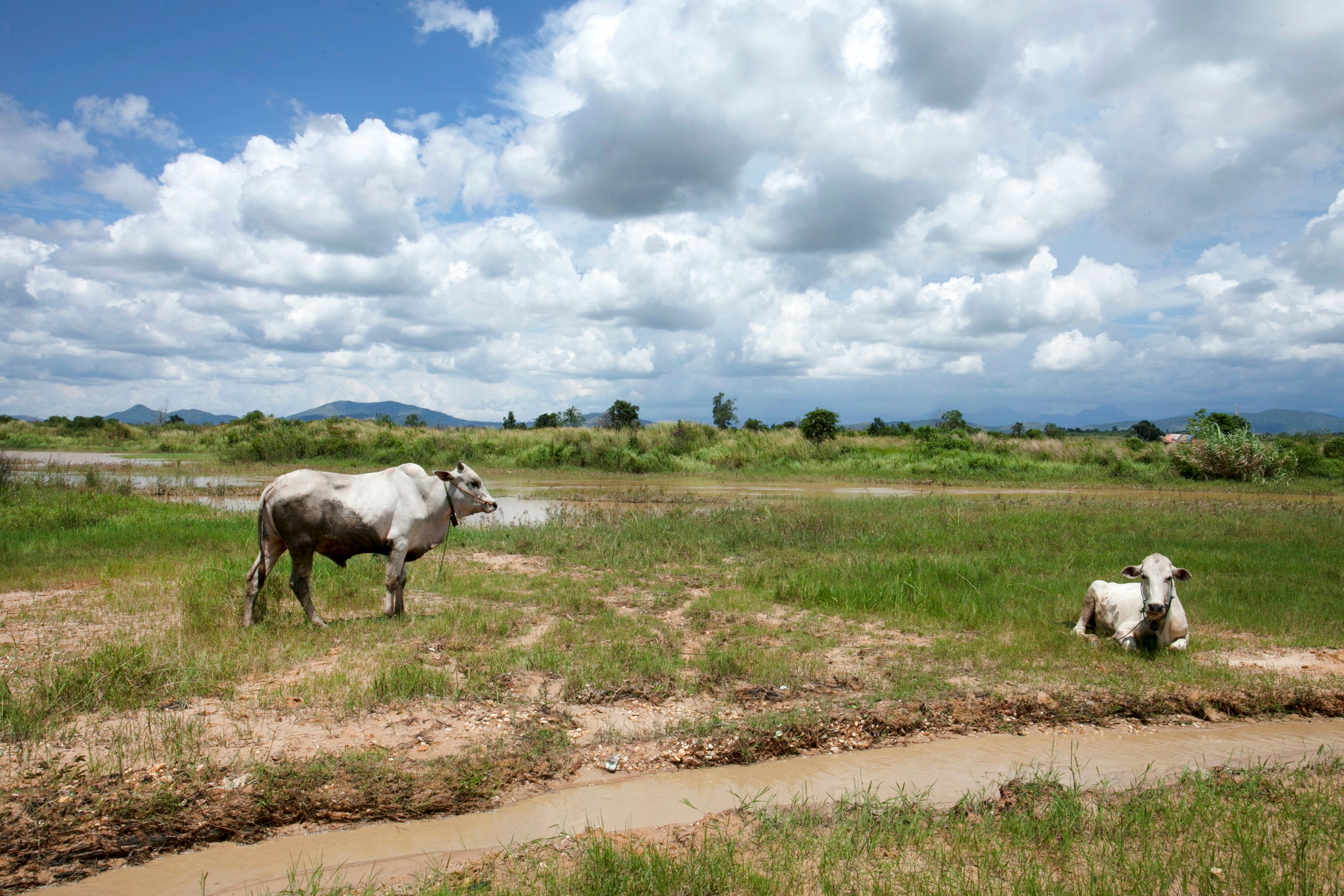 Cows Grazing in Vast Rural Landscape · Free Stock Photo