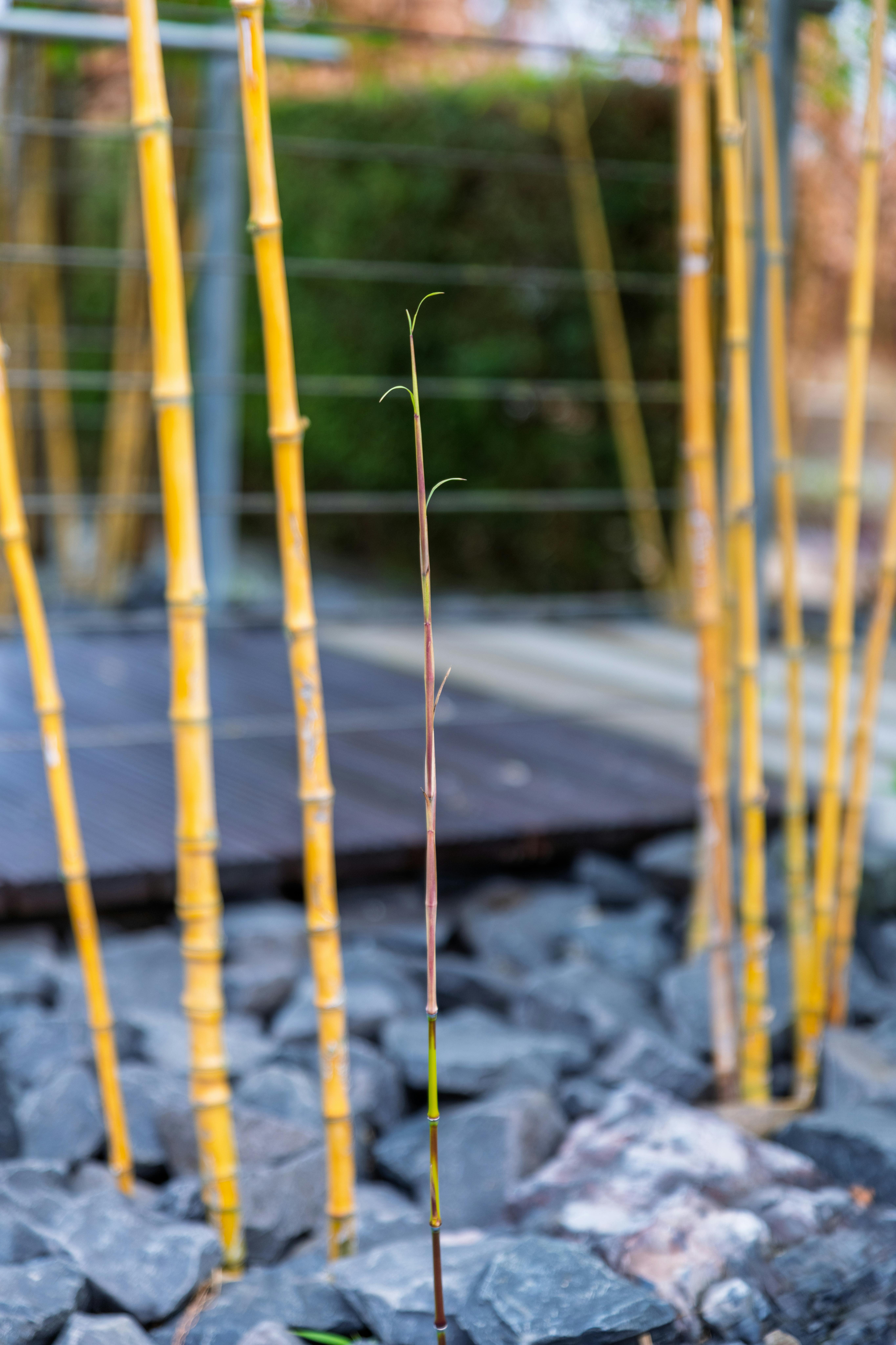 Importanța meditației și relaxării în viața românilor