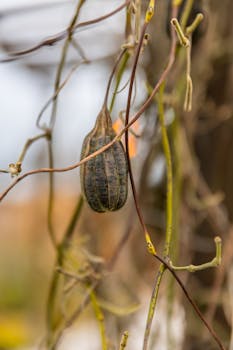 Detailed view of a dry luffa gourd hanging on vine. Perfect for natural textures or organic themes.