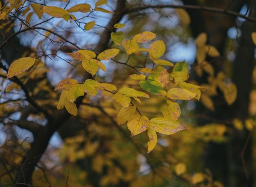 Free Close-up of golden autumn leaves against a blurred forest background. Stock Photo