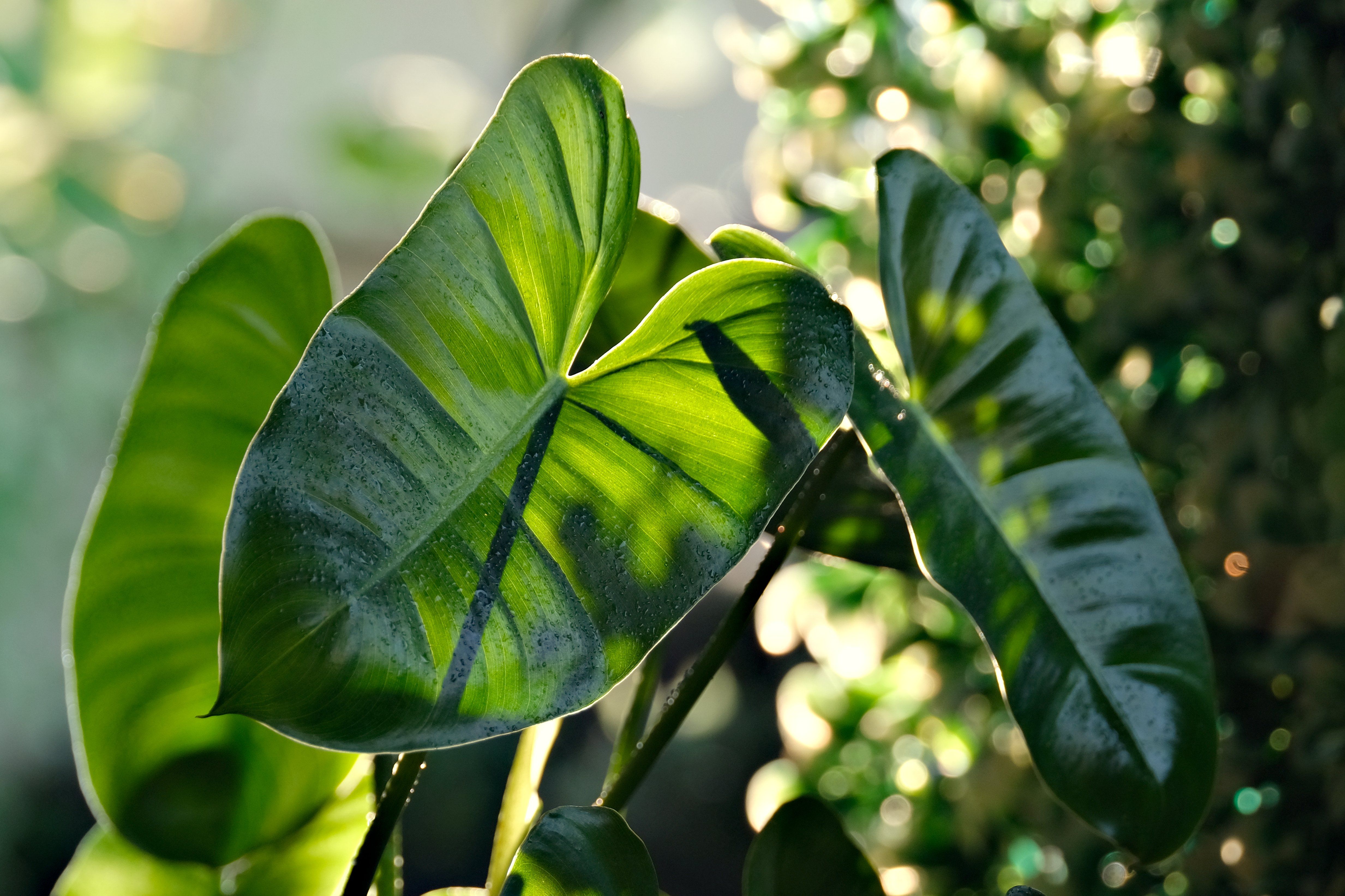 Philodendron squamiferum x pedatum