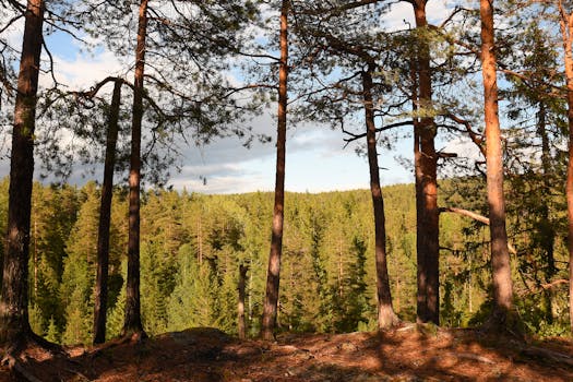 Majestic trees in a serene forest landscape in Drammen, Norway.