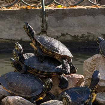 Turtle – Turtles can also be considered to be among the low maintenance pets