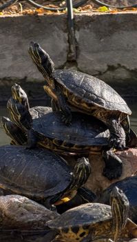 turtle photo