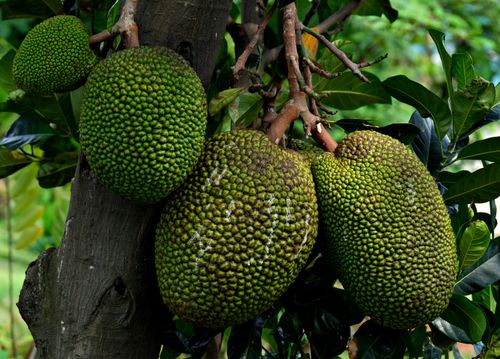 Free Close-up of green jackfruit growing on a tree in a lush outdoor setting, showcasing rich texture. Stock Photo
