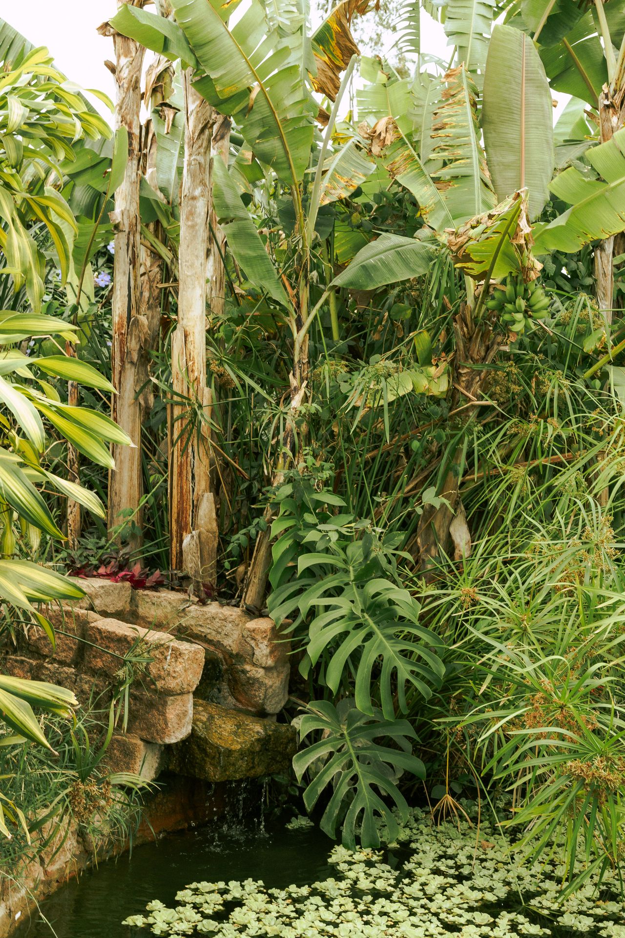 dry exotic garden design