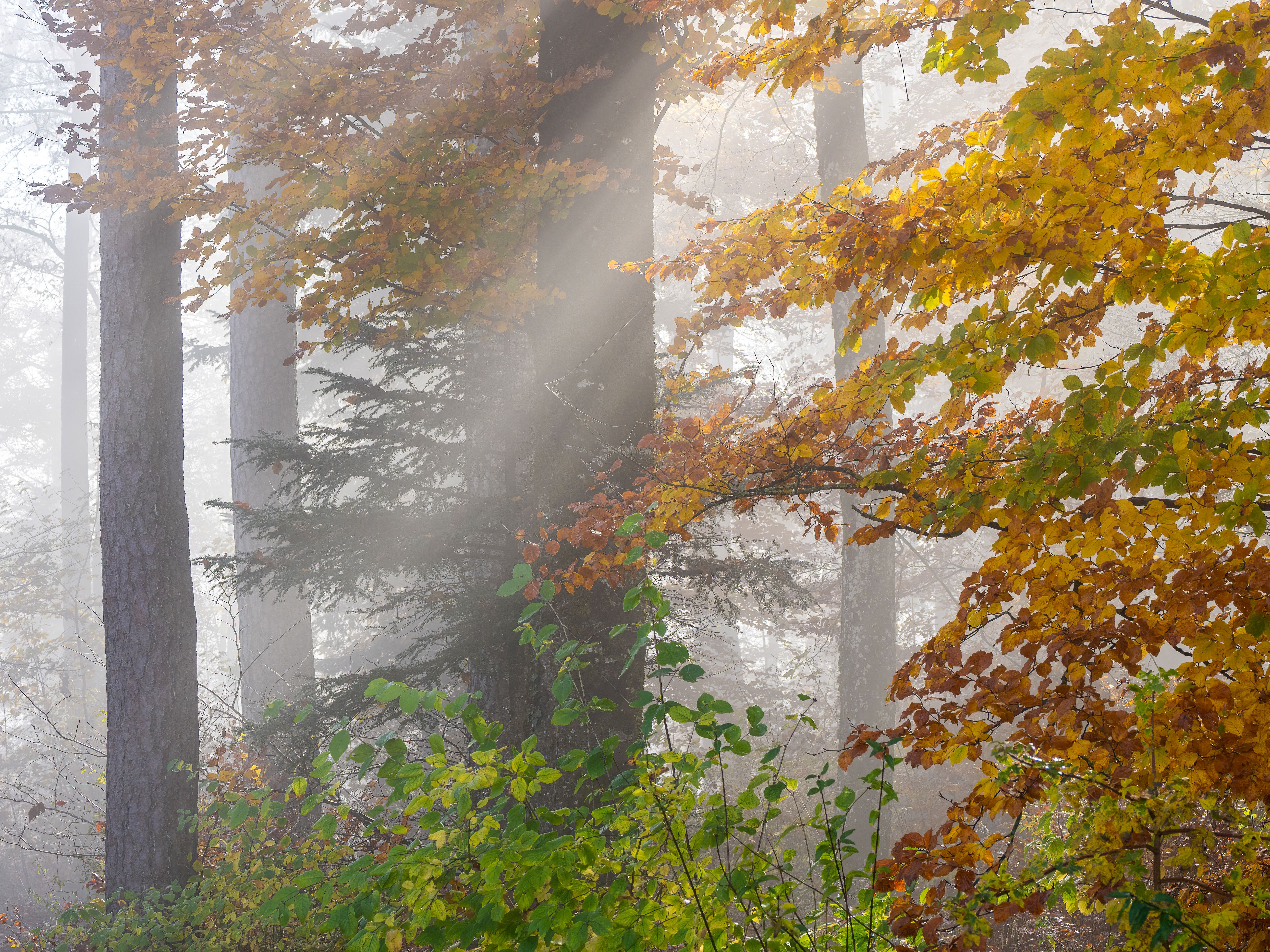 Forêt de Fontainebleau & Gorges de Franchard