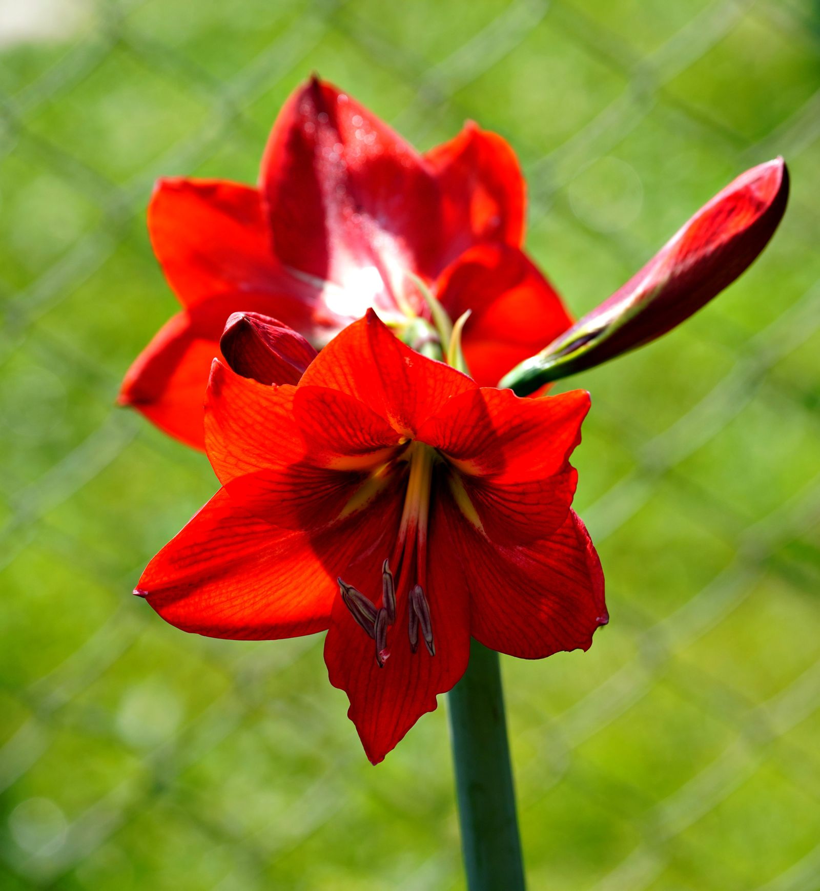 Rode amaryllis als snijbloem met open bloemen aan een holle steel