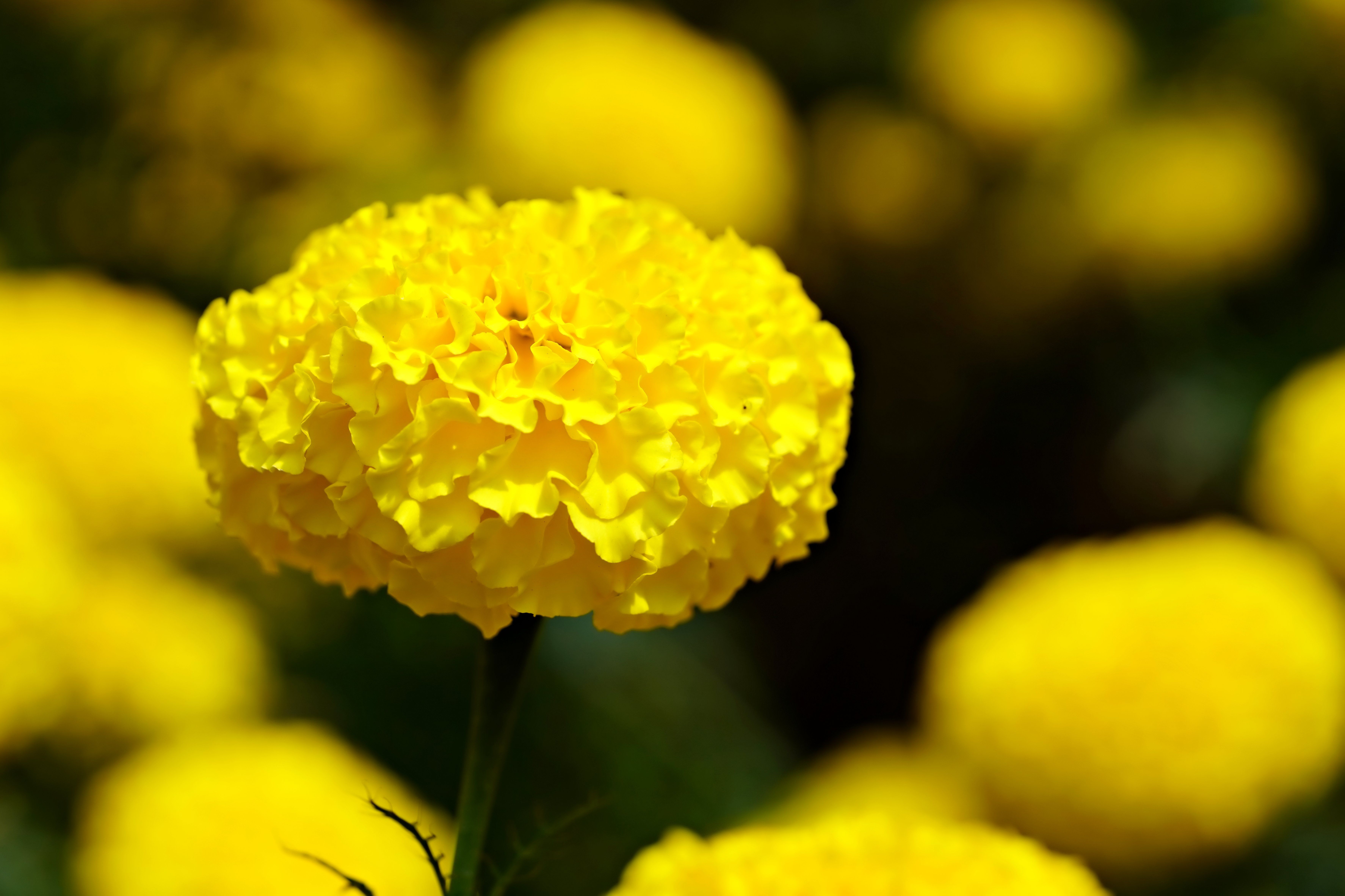 Vibrant Yellow Marigold in Focus · Free Stock Photo