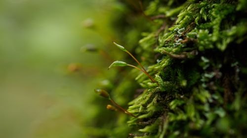 Free Close-up view of vibrant green moss with delicate sporophytes in a Russian forest. Stock Photo