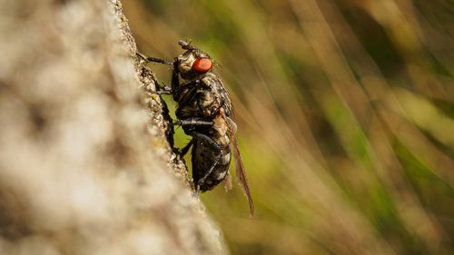 Free Close-up of a fly on a tree bark with blurred natural background, captured in Moscow region, Russia. Stock Photo