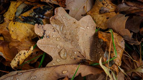 Free Close-up of fallen autumn leaves with water droplets in Московская область, Russia. Stock Photo