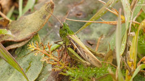 Free Detailed macro shot of a grasshopper resting on leaves and plants in Dagestan, Russia. Stock Photo