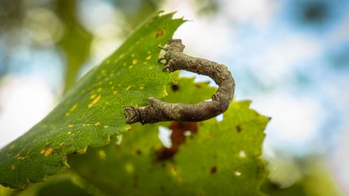 Free stock photo of insect, macrophotography Stock Photo