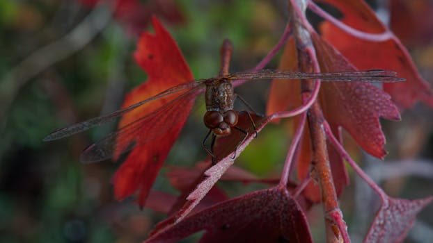 Primo piano dettagliato di una libellula rossa appollaiata su una vivace foglia autunnale in Daghestan, Russia.