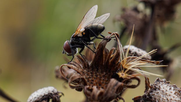 Free stock photo of autumn, fly, macrophotography